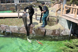 錦鯉を庭園池へ放流する画像