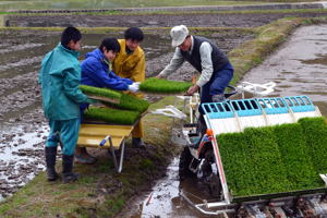 田植えを手伝う生徒の画像