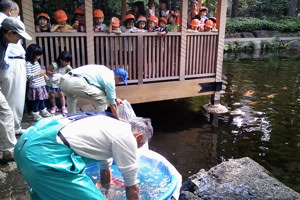 園児らが見守る中、池に放流される錦鯉の画像