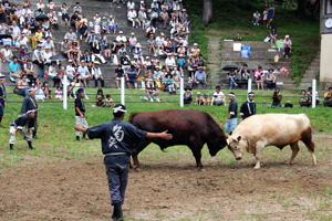 牛の角突き会場の画像