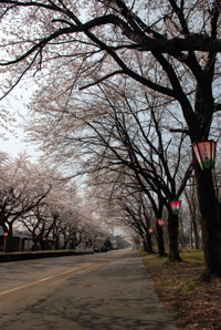 千谷工業団地内の桜の画像1