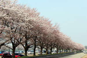 千谷工業団地内のの桜の画像2