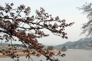 日吉ヒューマンロードの桜の画像2