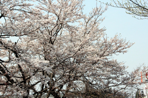 ぽっぽの里の桜の画像2