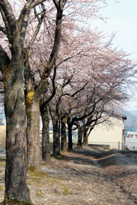 千田小学校の桜の画像1