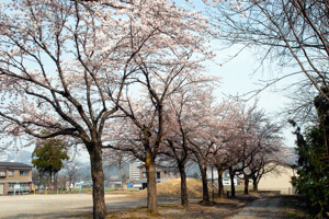 千田小学校の桜の画像2