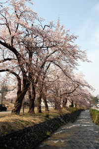 片貝小学校の桜の画像1