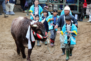 先代牛太郎の引き回しの画像