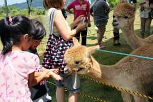 アルパカに餌をやる子どもたちの画像