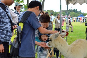 アルパカとふれあう子どもの画像